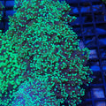 Euphyllia Divisa AA009 | Fimbriaphyllia divisa