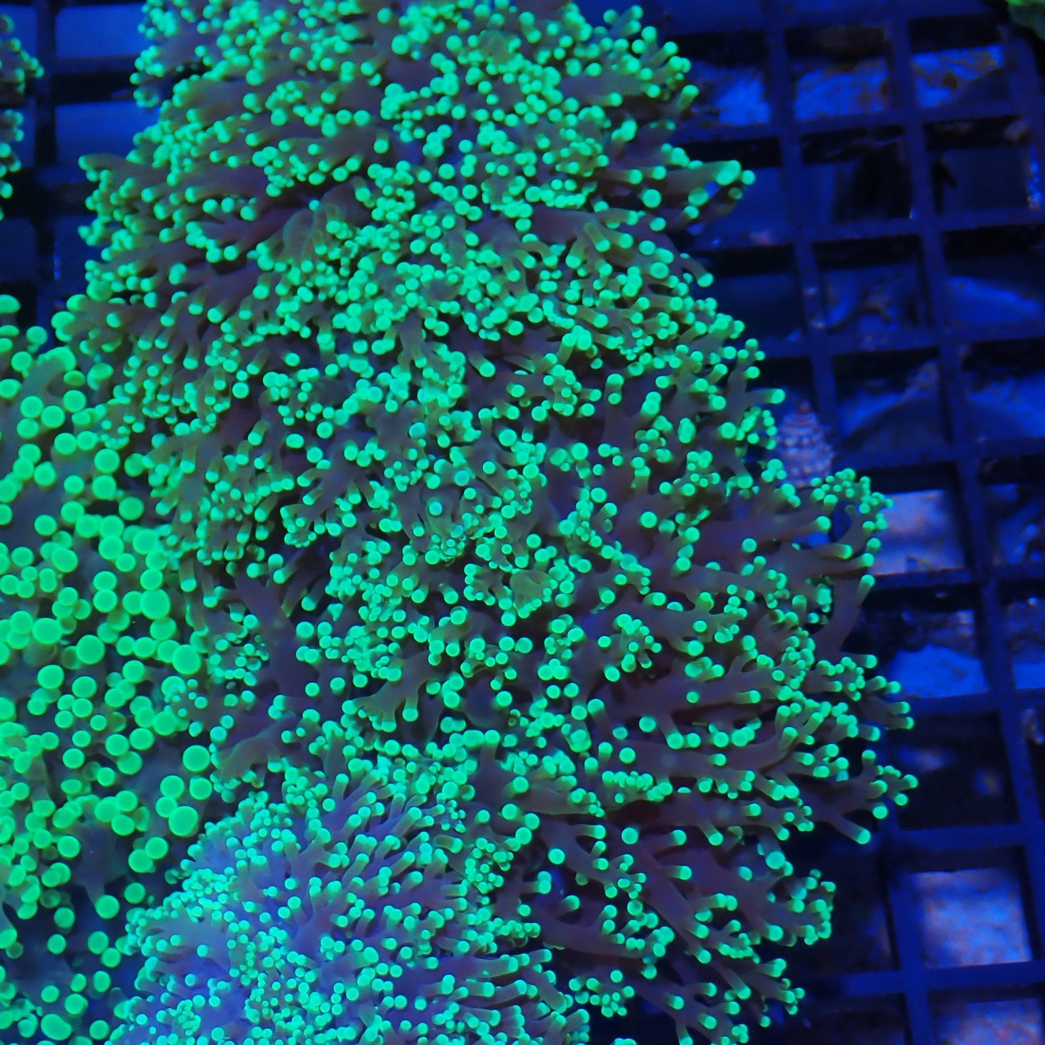 Euphyllia Divisa AA009 | Fimbriaphyllia divisa