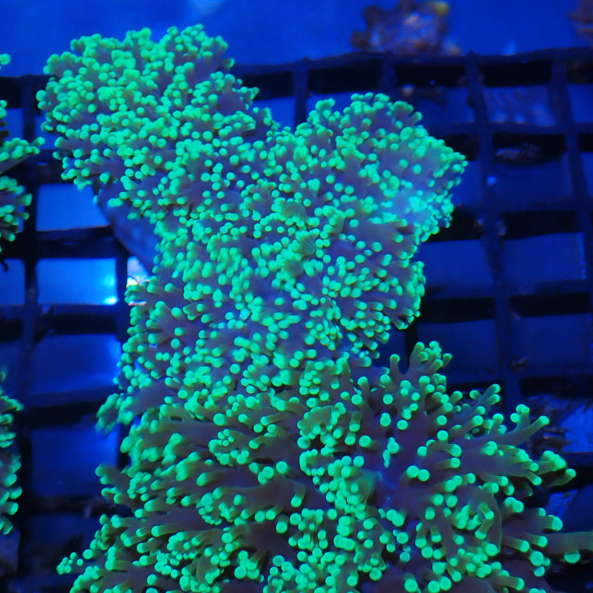 Euphyllia Divisa AA010 | Fimbriaphyllia divisa