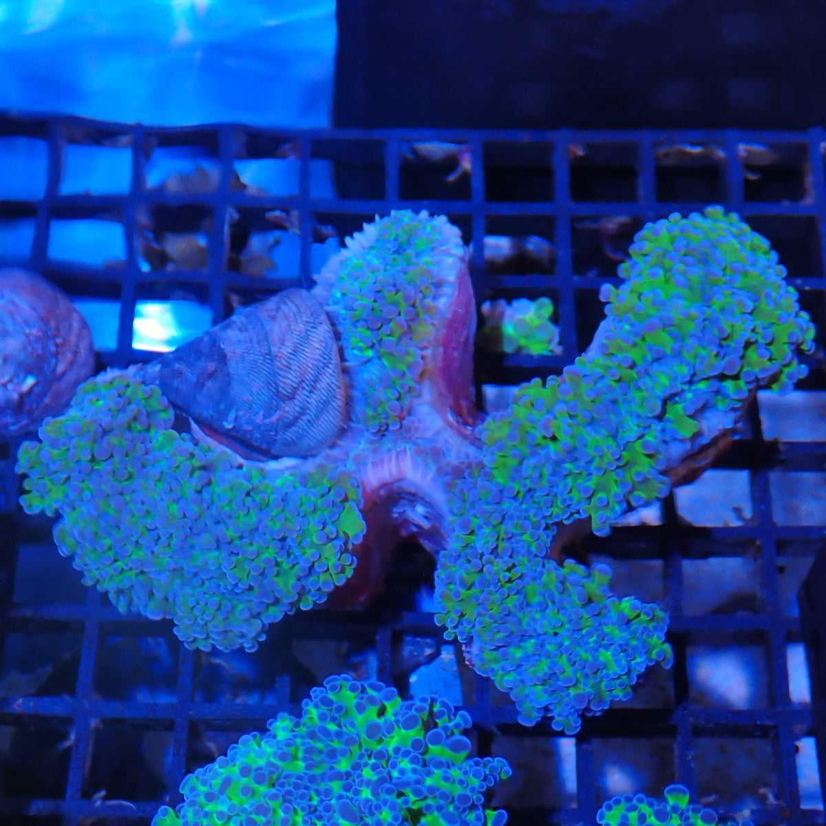 Euphyllia Divisa AA011 | Fimbriaphyllia divisa