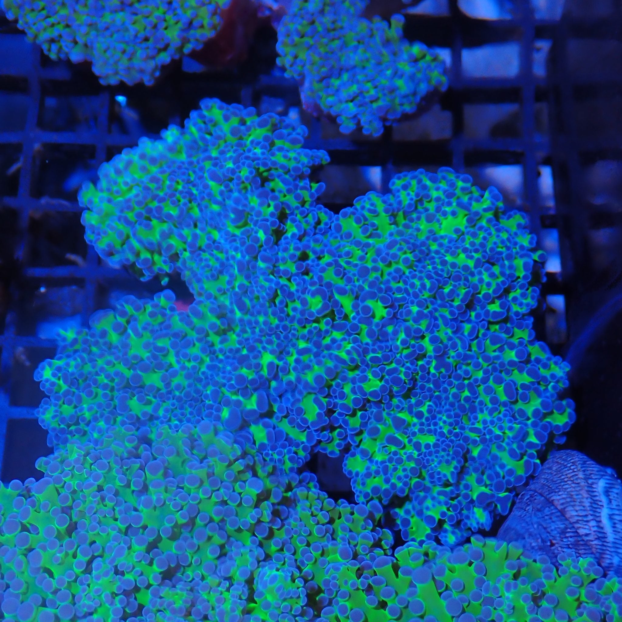 Euphyllia Divisa AA012 | Fimbriaphyllia divisa
