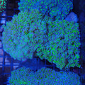 Euphyllia Divisa AA013 | Fimbriaphyllia divisa