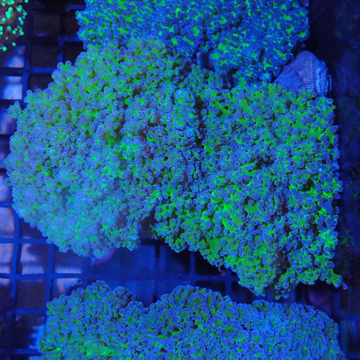 Euphyllia Divisa AA013 | Fimbriaphyllia divisa