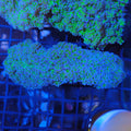 Euphyllia Divisa AA014 | Fimbriaphyllia divisa
