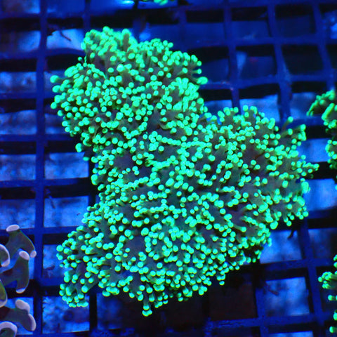 Euphyllia Divisa AA004 | Fimbriaphyllia divisa - Red Sea 20K LED
