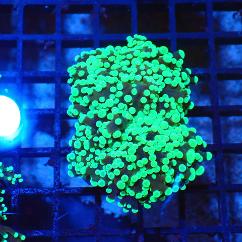 Euphyllia Divisa AA005 | Fimbriaphyllia divisa - Red Sea 20K LED