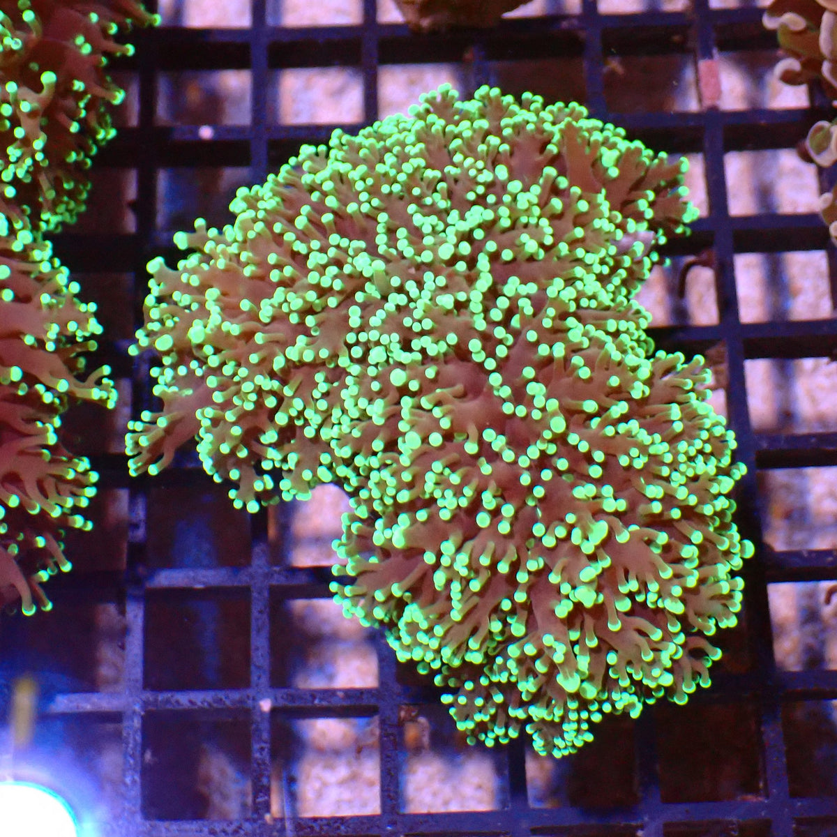 Euphyllia Divisa AA004 | Fimbriaphyllia divisa - Red Sea 15K