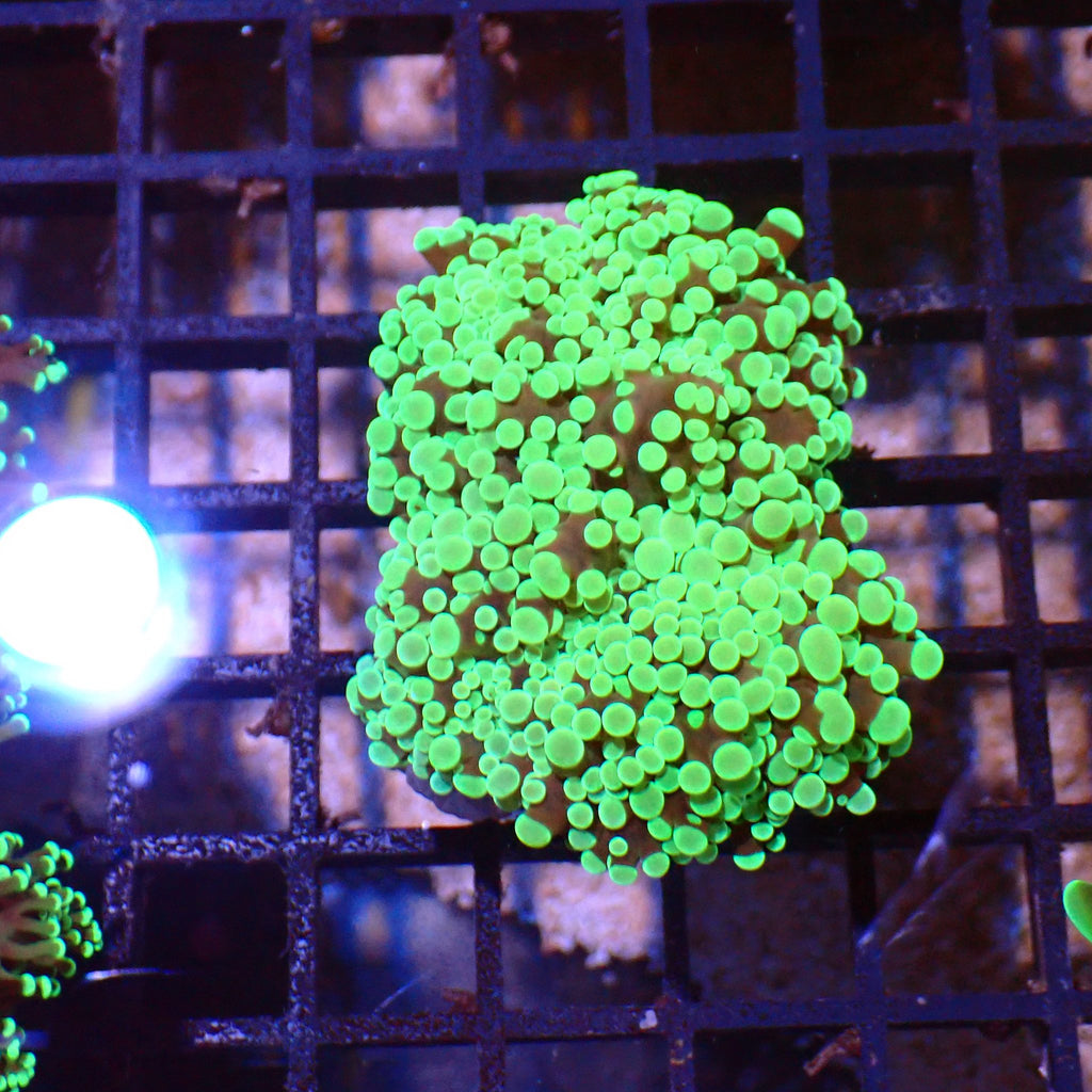 Euphyllia Divisa AA005 | Fimbriaphyllia divisa - Red Sea 15K