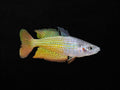 Deepwater Creek Rainbowfish