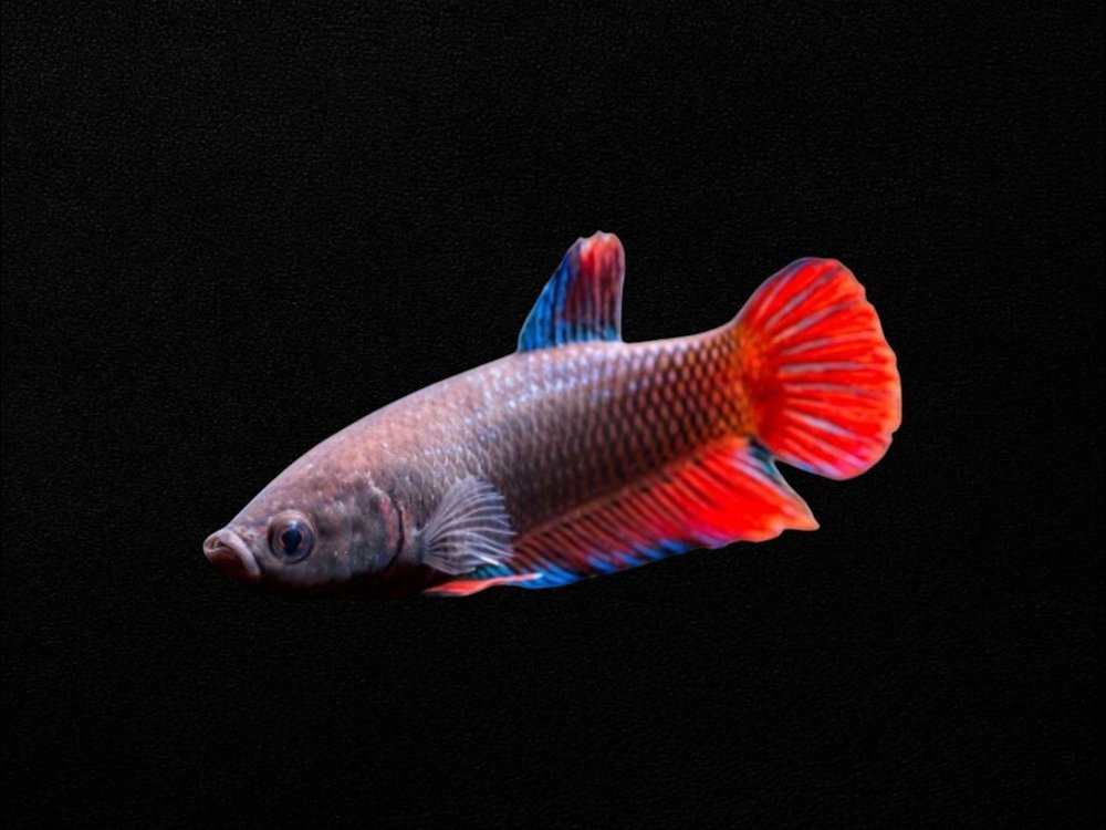 Delta Female