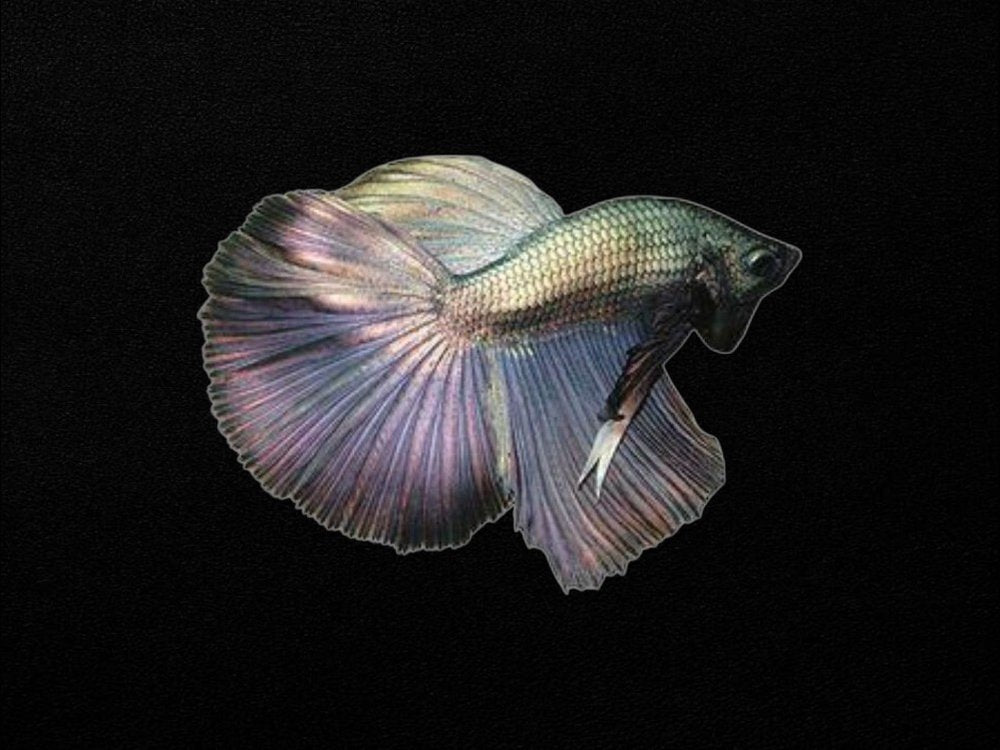 Delta Male