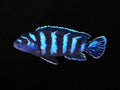 Demasoni