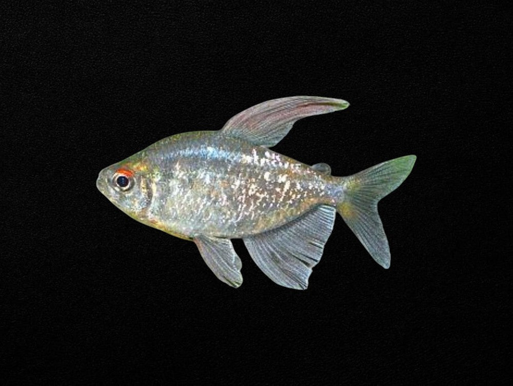 Diamond Tetra