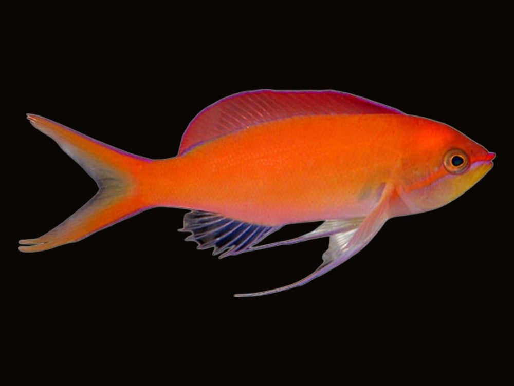 Dispar Anthias | Pseudanthias dispar