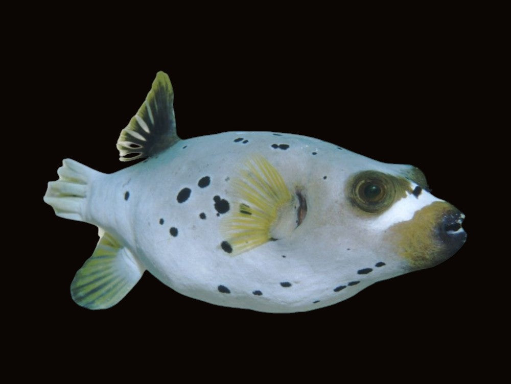 Dogface Puffer | Arothron nigropunctatus