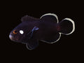 Domino Clownfish Pair | Amphiprion ocellaris