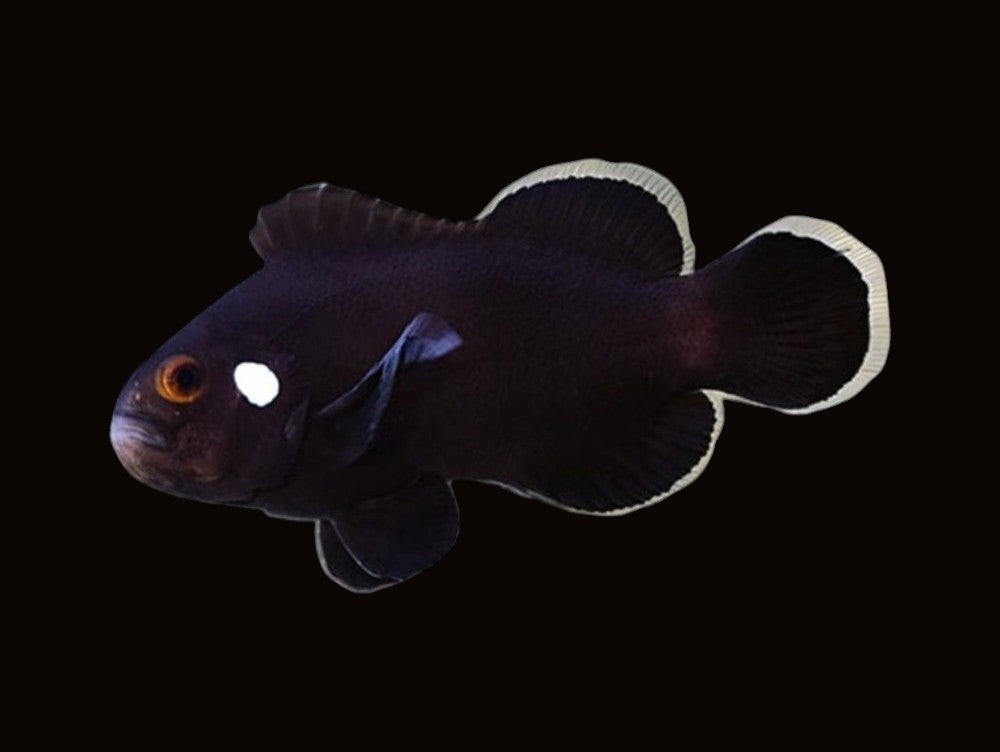 Domino Clownfish Pair | Amphiprion ocellaris