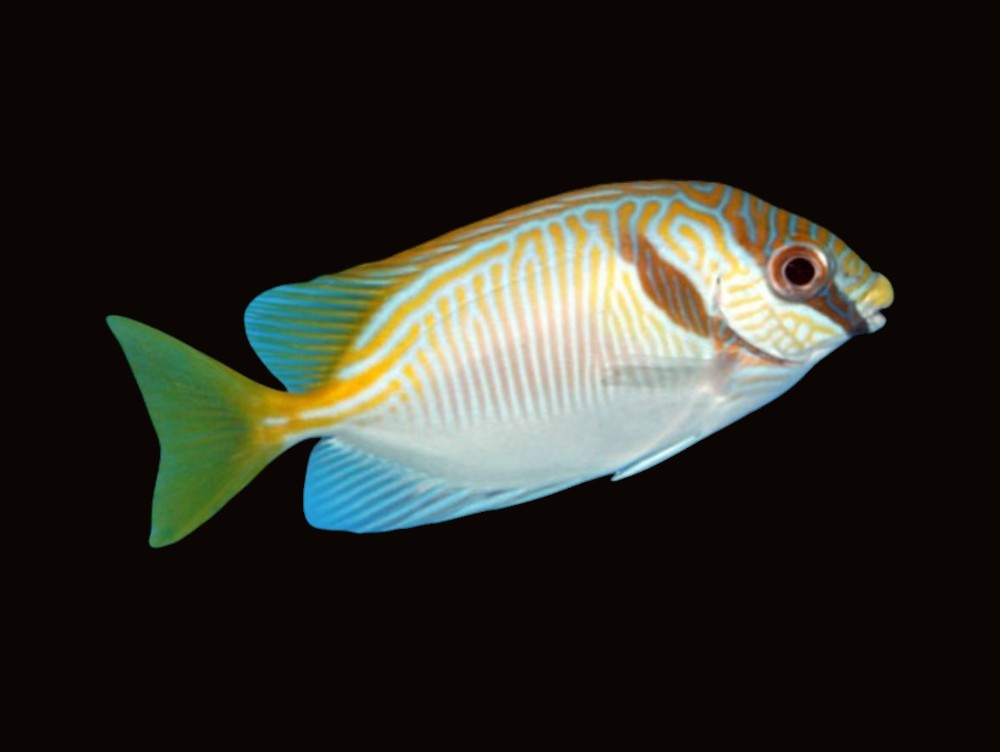Doublebar Rabbitfish | Siganus virgatus