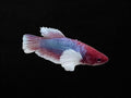 Dumbo Female