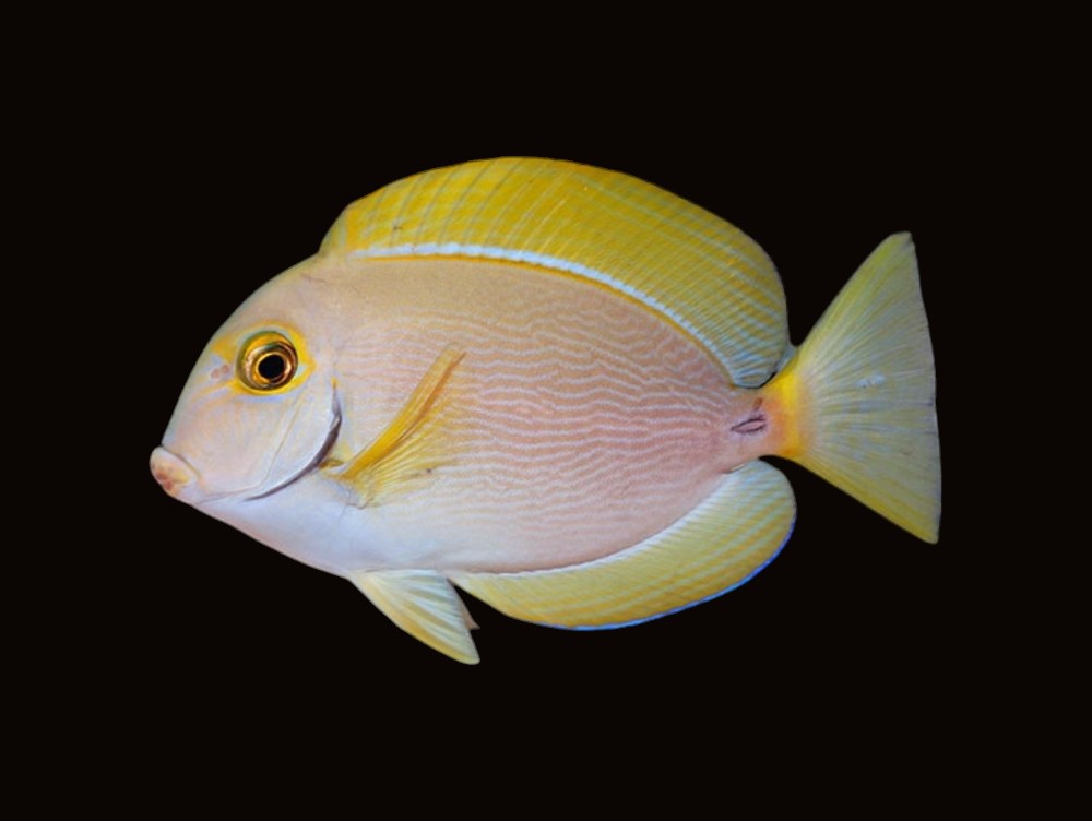 Dussumieri Tang | Acanthurus dussumieri
