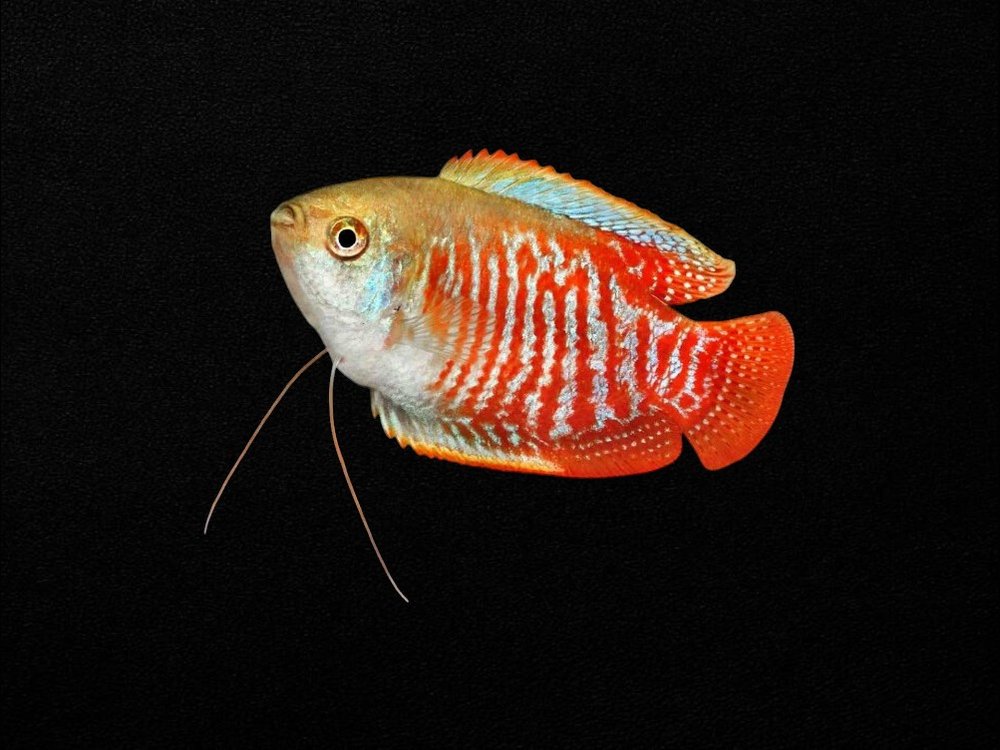 Dwarf Gourami