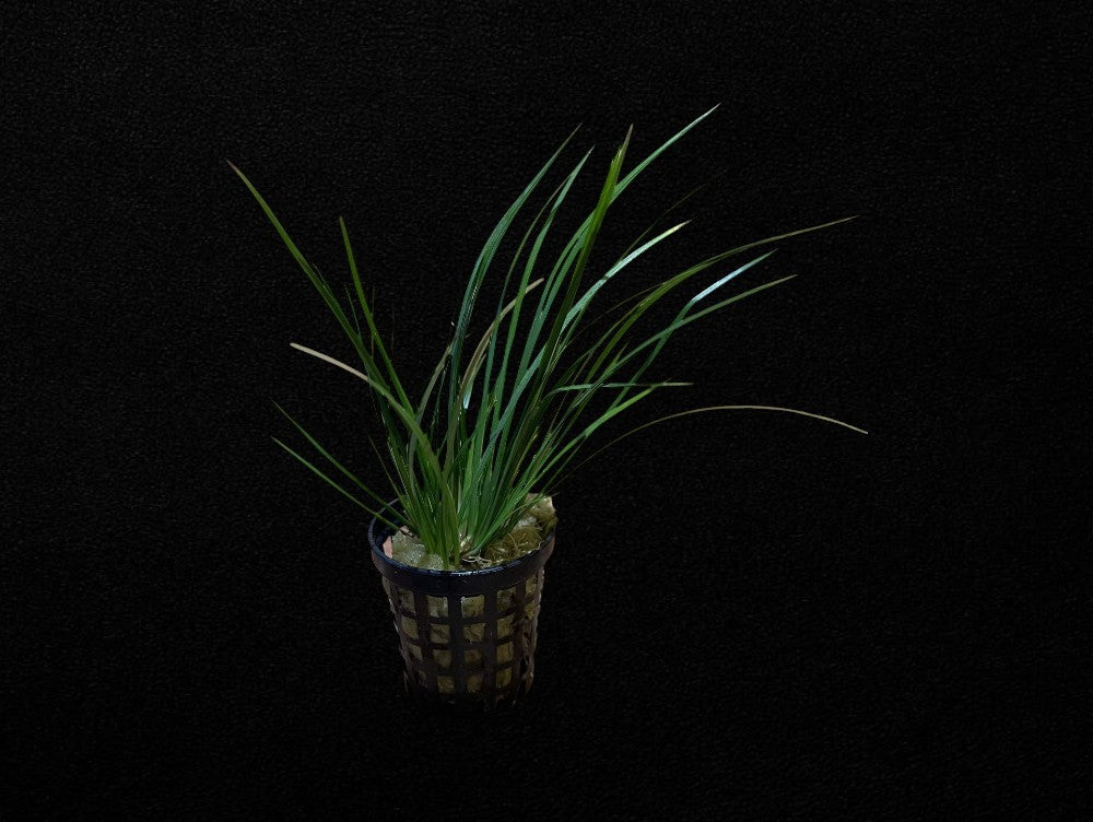 Dwarf Green Rush