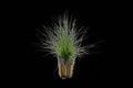 Dwarf Hairgrass In Pot