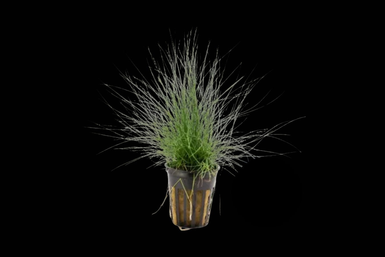 Dwarf Hairgrass In Pot