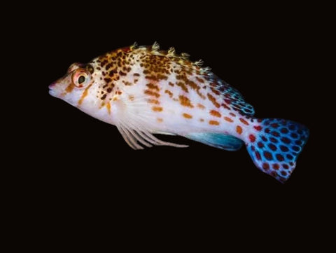 Dwarf Hawkfish | Cirrhitichthys falco