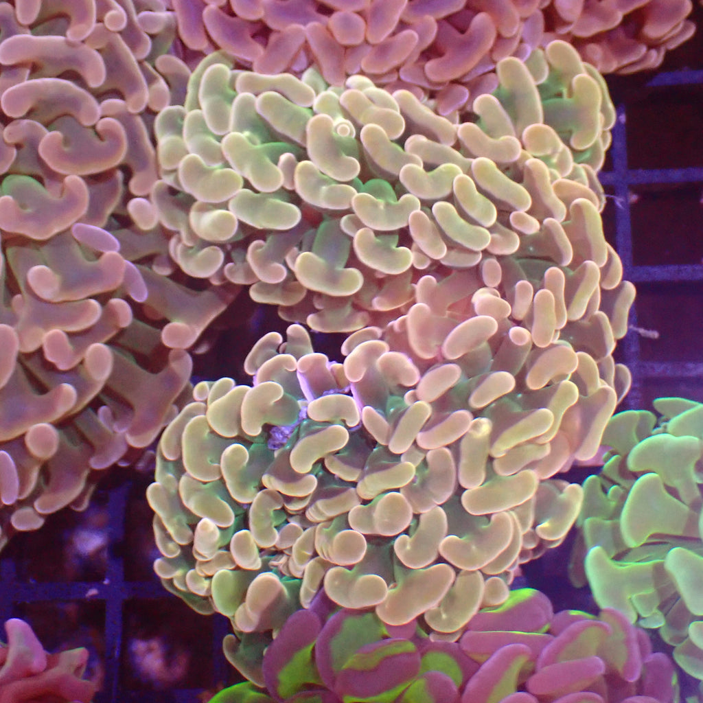 Euphyllia Ancora AA005 | Fimbriaphyllia ancora - Red Sea 15K