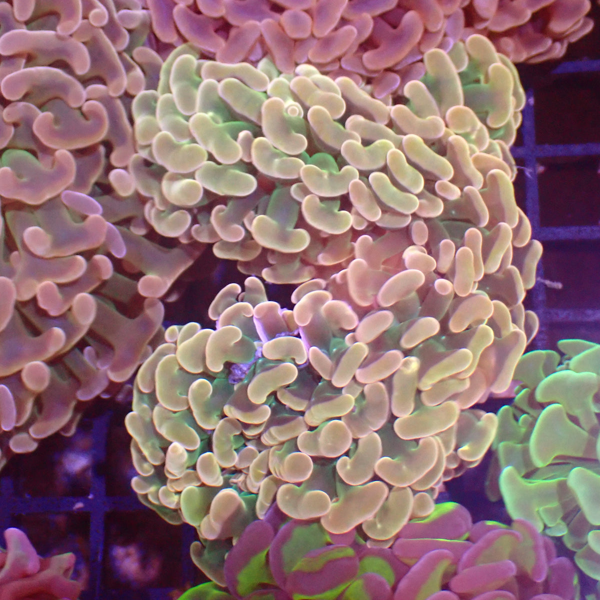 Euphyllia Ancora AA005 | Fimbriaphyllia ancora at ← Red Sea 15k