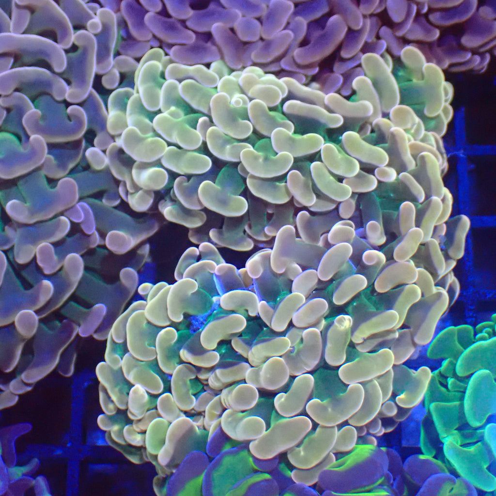 Euphyllia Ancora AA005 | Fimbriaphyllia ancora - Red Sea 20K LED