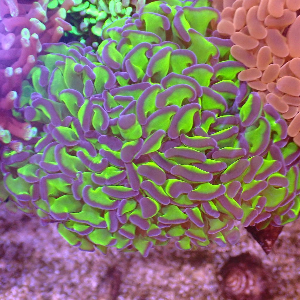 Euphyllia Ancora AA013 | Fimbriaphyllia ancora - Red Sea 15K