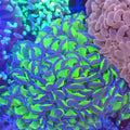 Euphyllia Ancora AA013 | Fimbriaphyllia ancora - Red Sea 20K LED