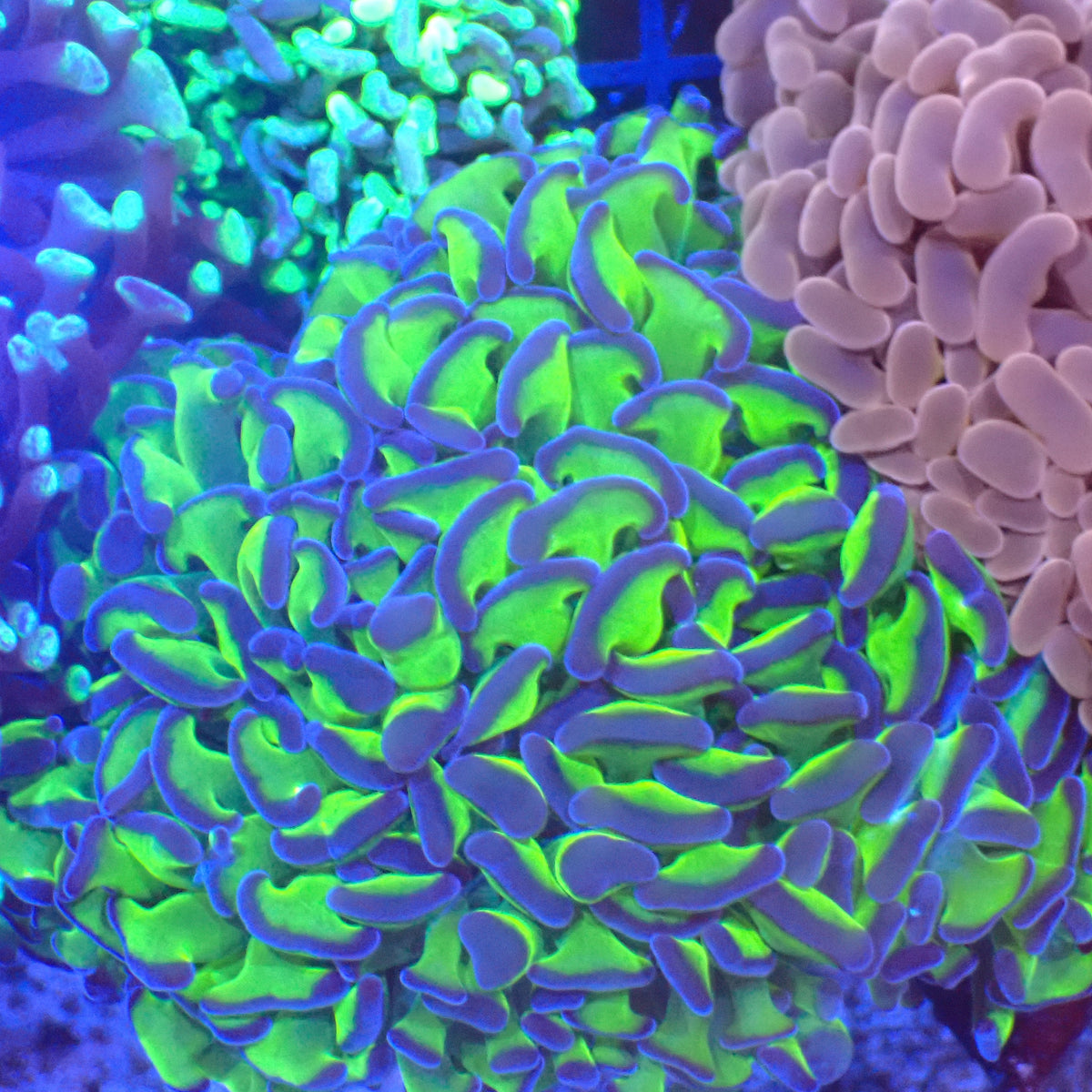 Euphyllia Ancora AA013 | Fimbriaphyllia ancora - Red Sea 20K LED