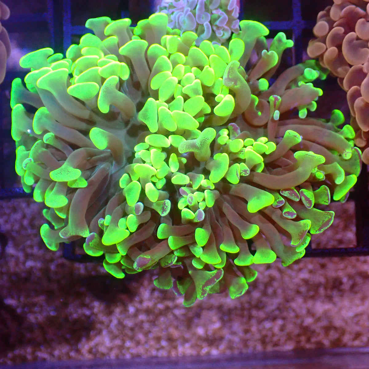 Euphyllia Ancora AA026 | Fimbriaphyllia ancora at ← Red Sea 15k