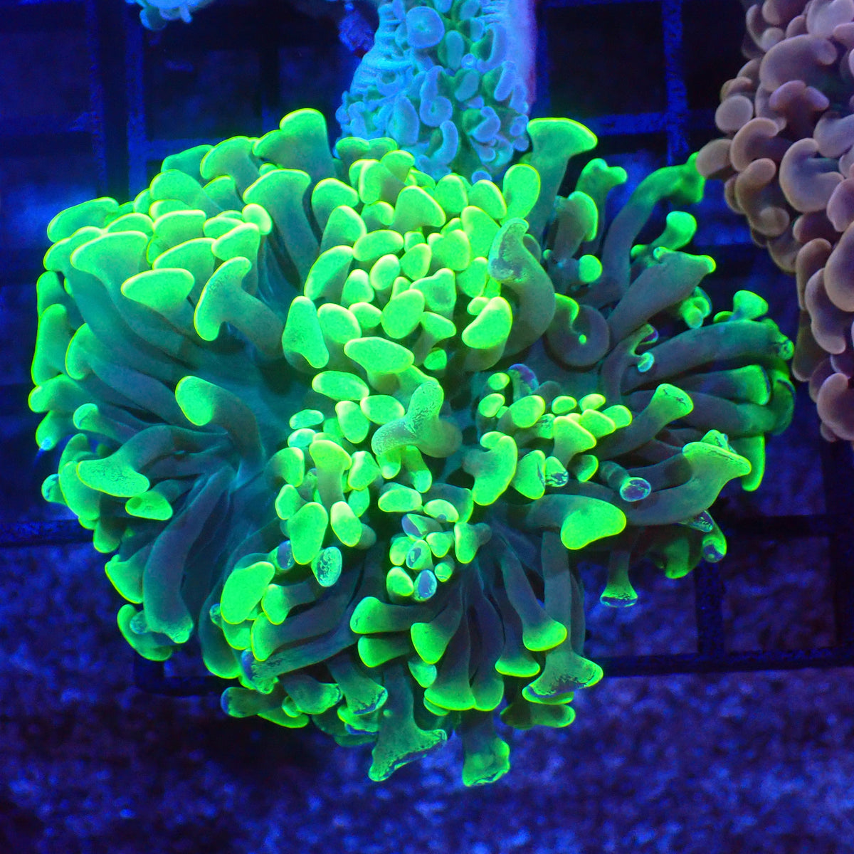 Euphyllia Ancora AA026 | Fimbriaphyllia ancora at Red Sea 20k →
