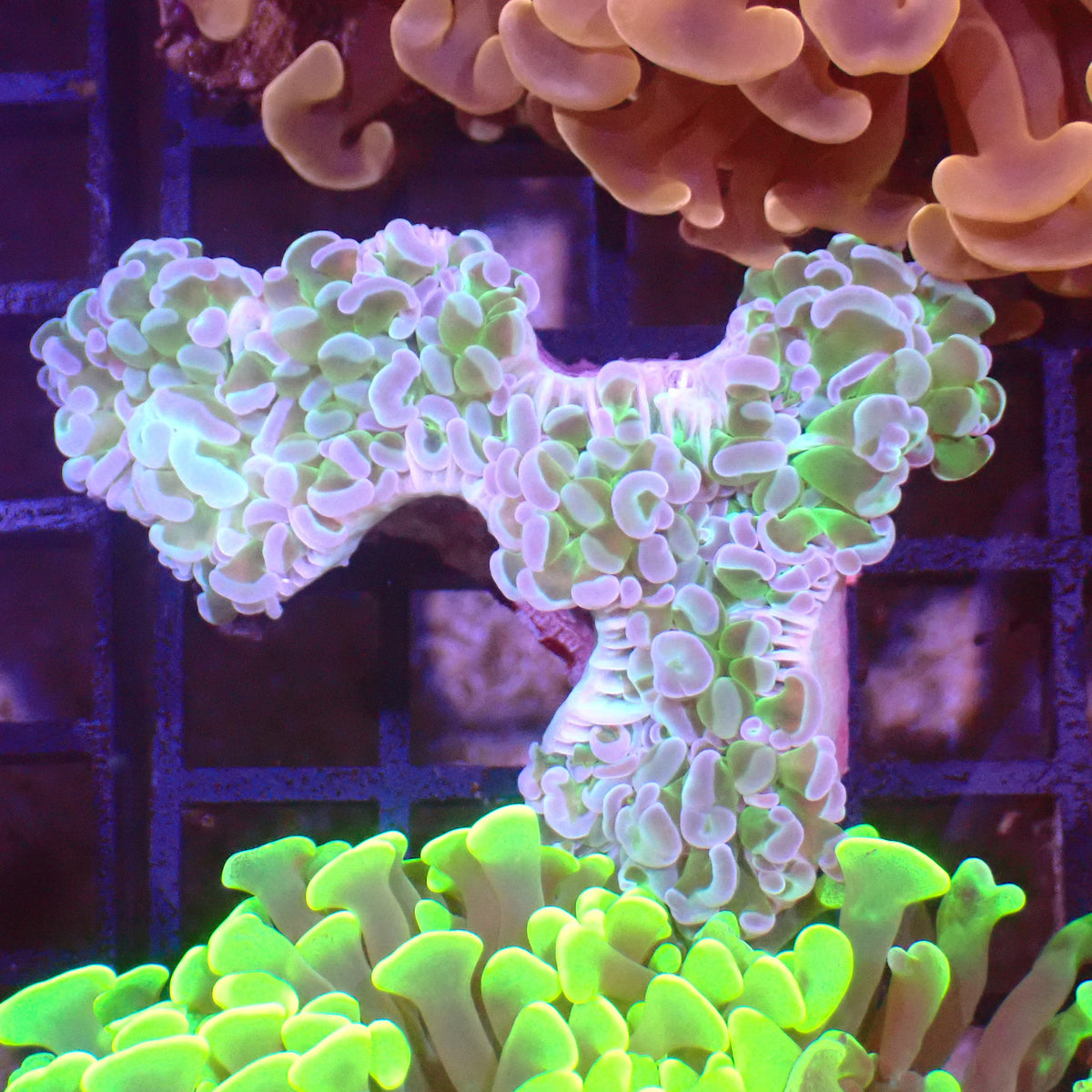 Euphyllia Ancora AA028 | Fimbriaphyllia ancora at ← Red Sea 15k