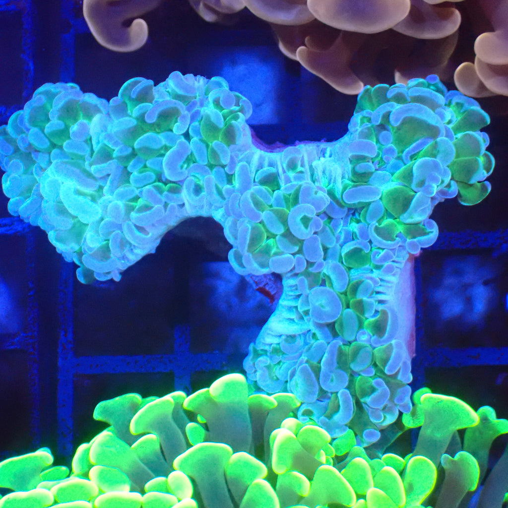 Euphyllia Ancora AA028 | Fimbriaphyllia ancora - Red Sea 20K LED