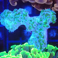 Euphyllia Ancora AA028 | Fimbriaphyllia ancora - Red Sea 20K LED