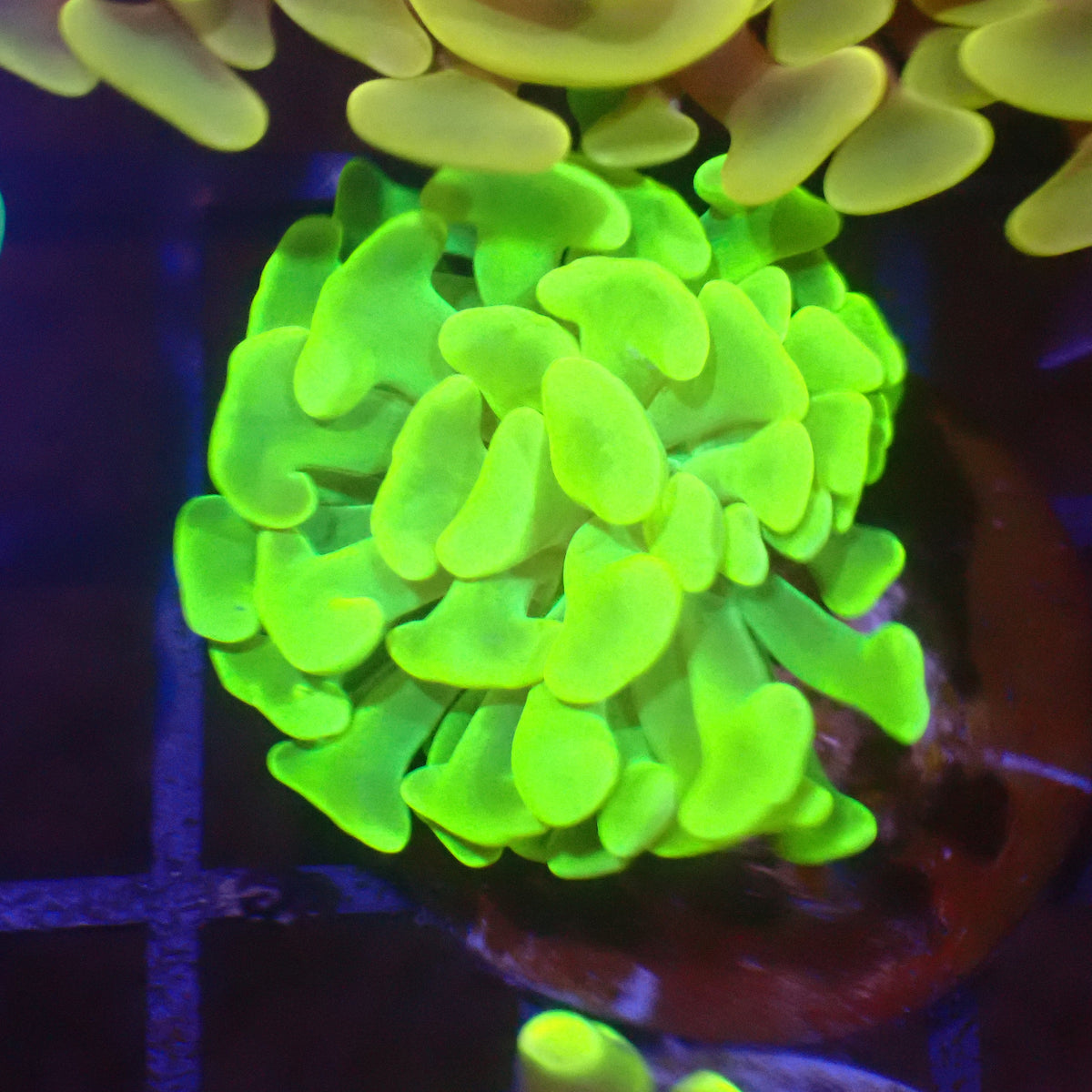 Euphyllia Ancora AA029 | Fimbriaphyllia ancora - Red Sea 15K