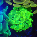 Euphyllia Ancora AA029 | Fimbriaphyllia ancora - Red Sea 20K LED