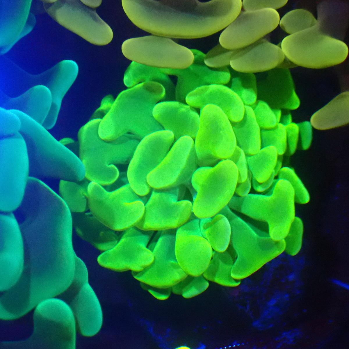 Euphyllia Ancora AA029 | Fimbriaphyllia ancora at Red Sea 20k →