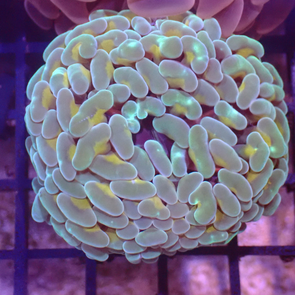 Euphyllia Ancora AA042 | Fimbriaphyllia ancora - Red Sea 15K