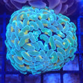 Euphyllia Ancora AA042 | Fimbriaphyllia ancora - Red Sea 20K LED