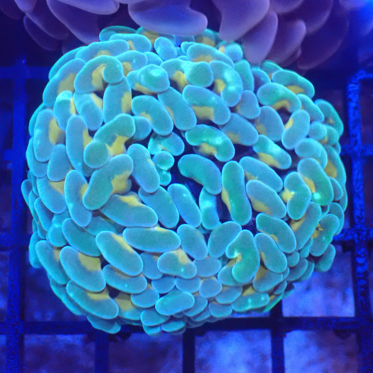 Euphyllia Ancora AA042 | Fimbriaphyllia ancora at Red Sea 20k →