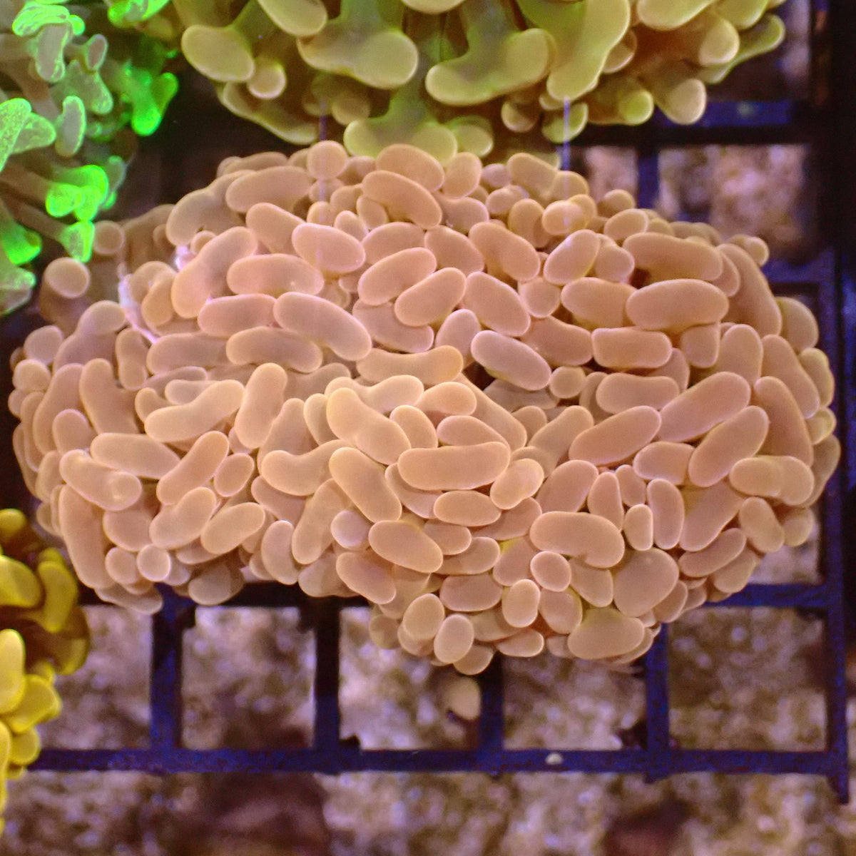 Euphyllia Ancora AA048 | Fimbriaphyllia ancora - Red Sea 15K