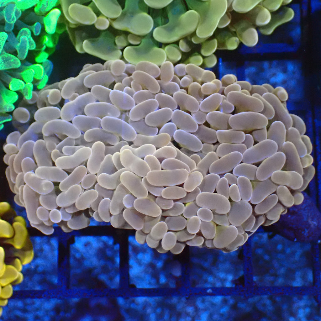 Euphyllia Ancora AA048 | Fimbriaphyllia ancora - Red Sea 20K LED