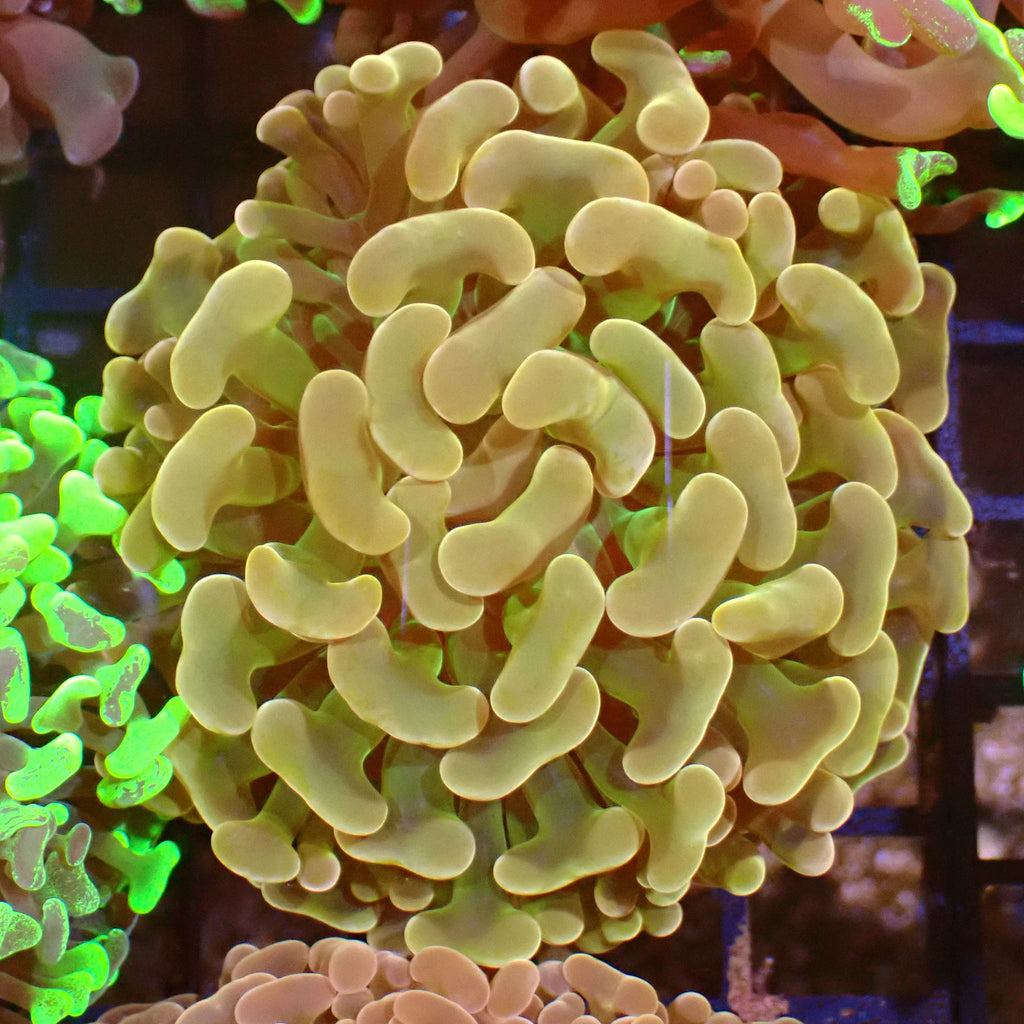 Euphyllia Ancora AA049 | Fimbriaphyllia ancora - Red Sea 15K