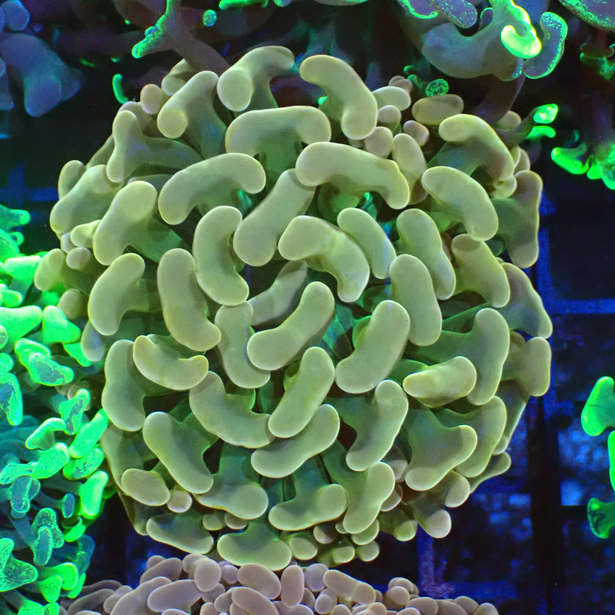 Euphyllia Ancora AA049 | Fimbriaphyllia ancora - Red Sea 20K LED